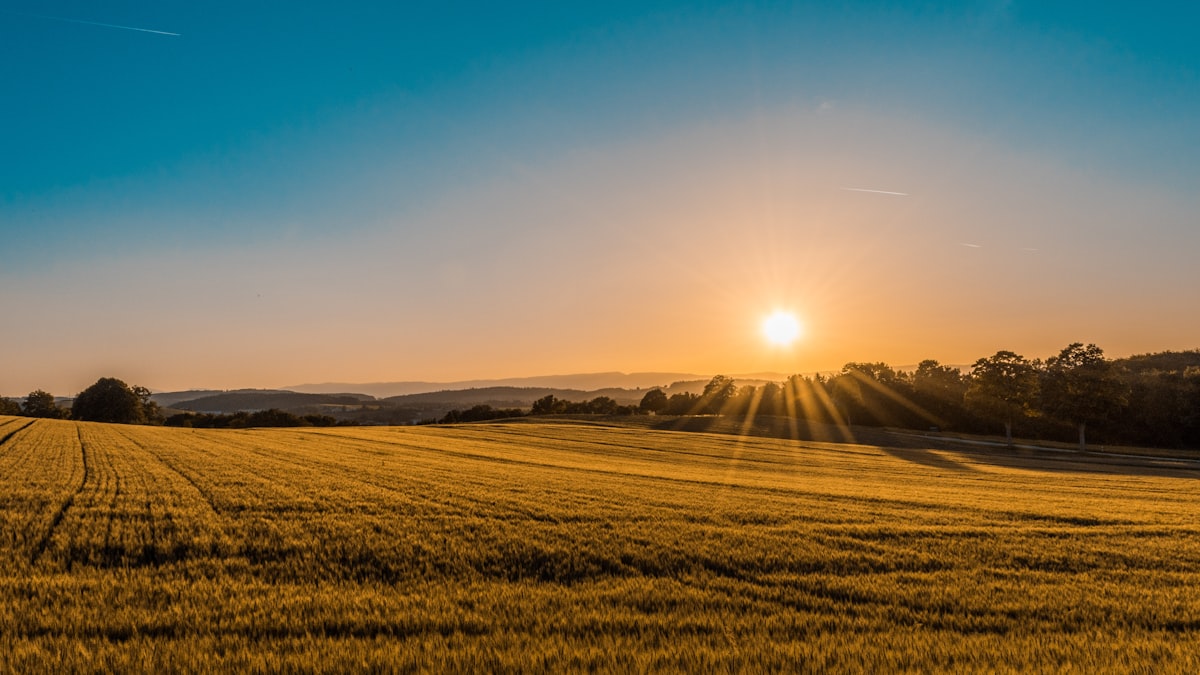 Campos de cultivo extensivo en la meseta ibérica con prácticas regenerativas
